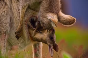 Kangaroo Valley 2022 Dub in Hindi thumb